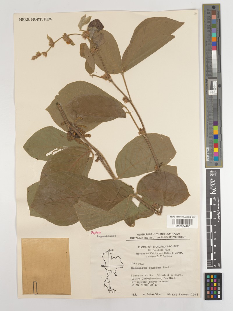 Dendrolobium rugosum var. rugosum