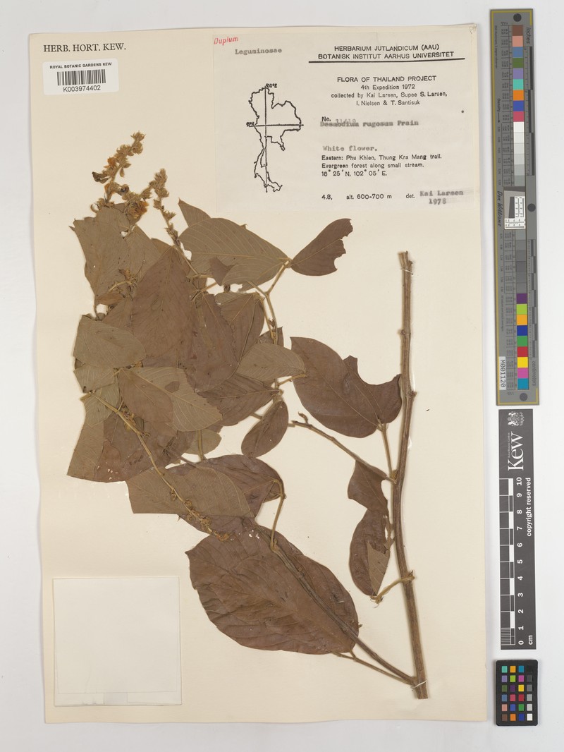 Dendrolobium rugosum var. rugosum photo 2