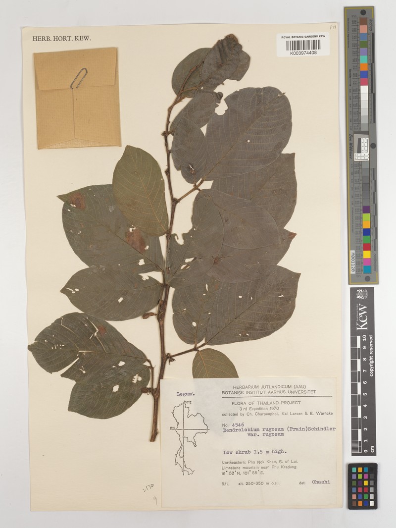 Dendrolobium rugosum var. rugosum photo 3