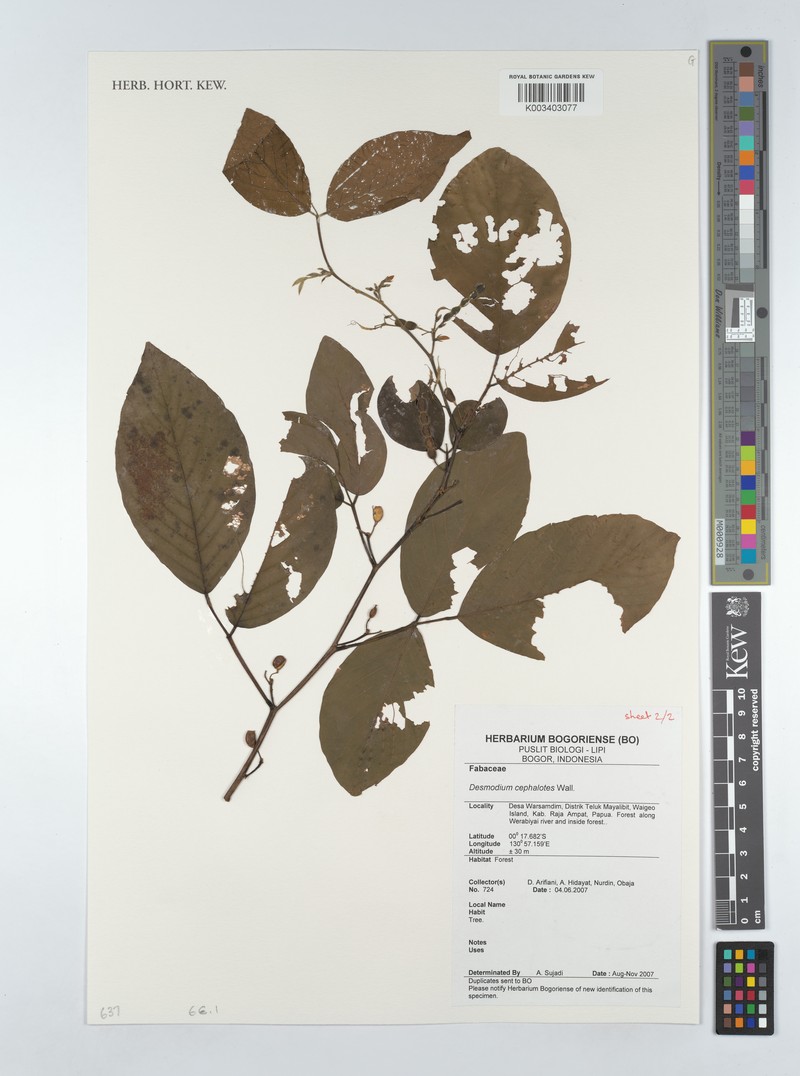 Dendrolobium triangulare subsp. triangulare