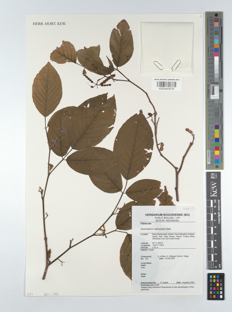 Dendrolobium triangulare subsp. triangulare photo 2