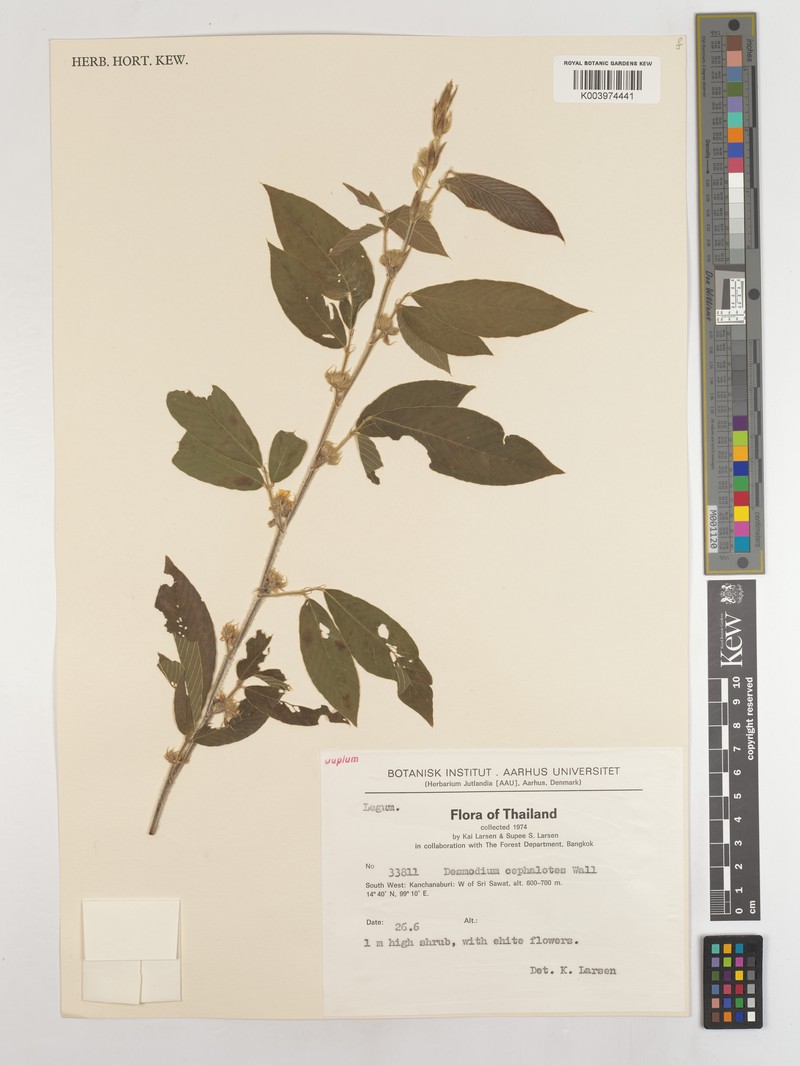 Dendrolobium triangulare subsp. triangulare photo 3