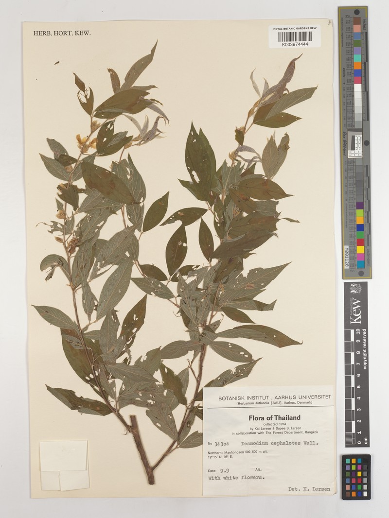 Dendrolobium triangulare subsp. triangulare photo 4