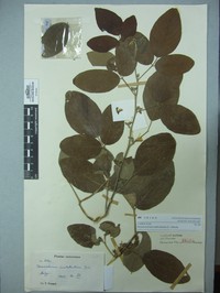 Ticktrefoil