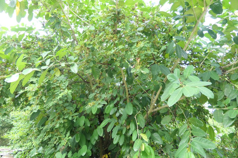 Ticktrefoil photo 3