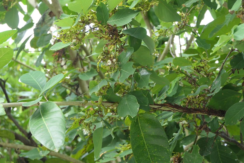 Ticktrefoil photo 4