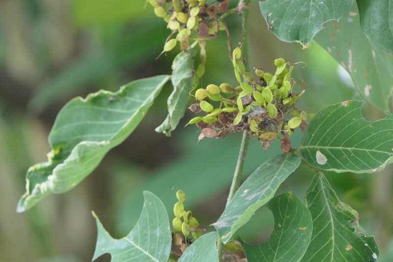 Ticktrefoil photo 5