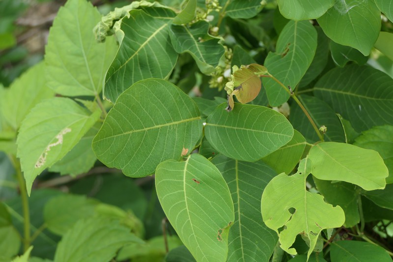 Ticktrefoil photo 7