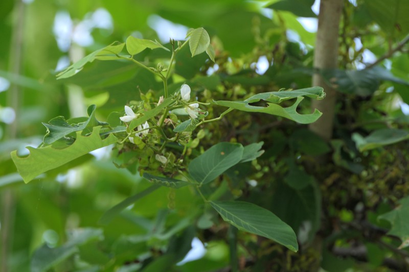 Ticktrefoil photo 8