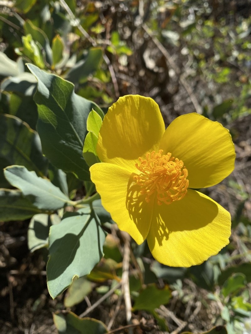 Harford's Tree Poppy photo 6
