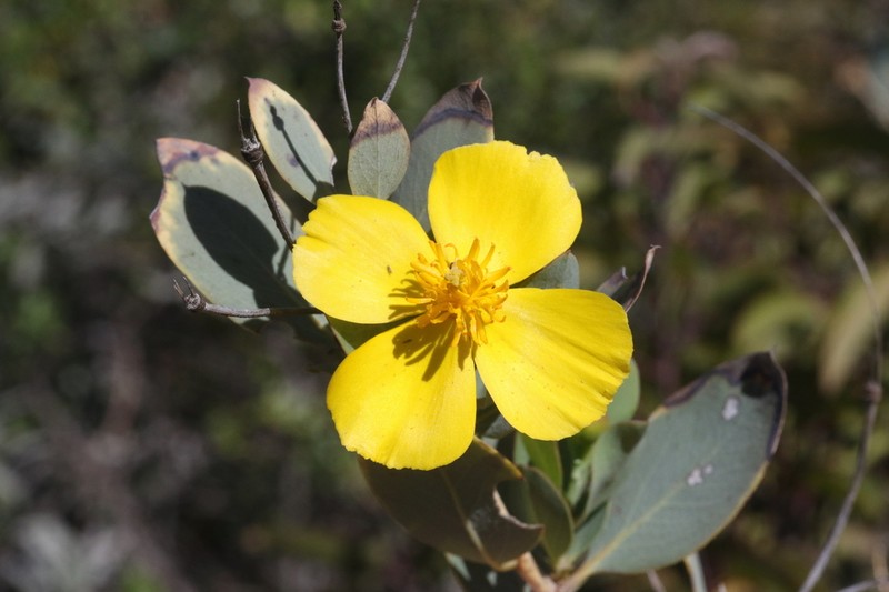 Harford's Tree Poppy photo 7