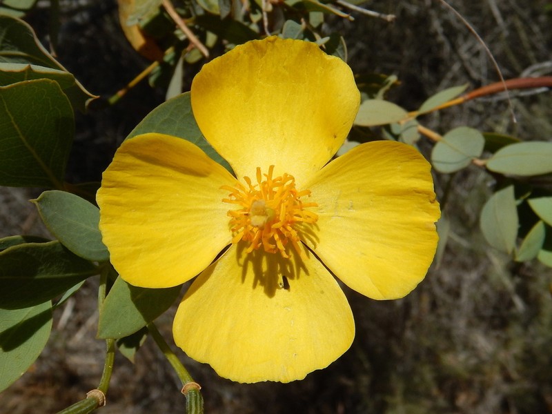 Harford's Tree Poppy photo 8