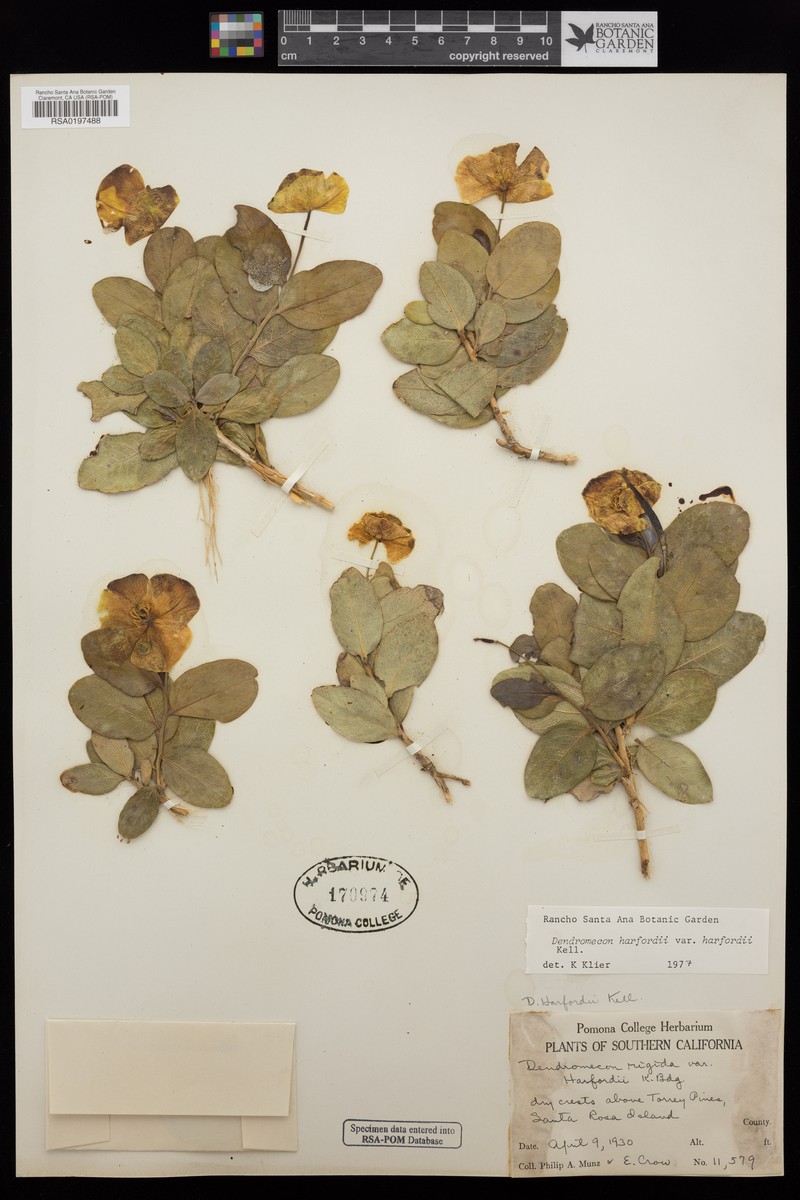 Dendromecon harfordii var. harfordii