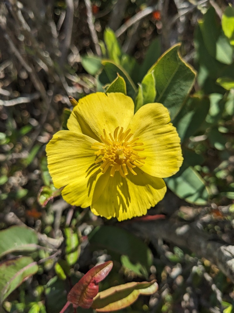Dendromecon harfordii var. rhamnoides