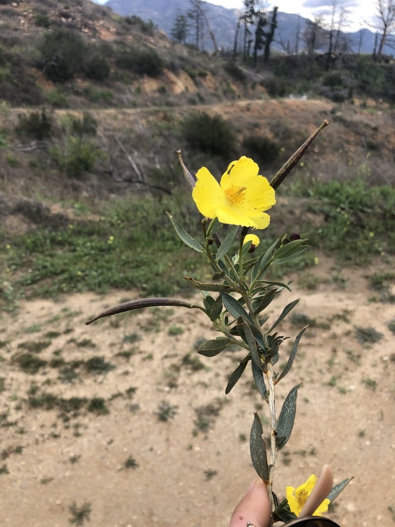 Tree Poppy photo 2