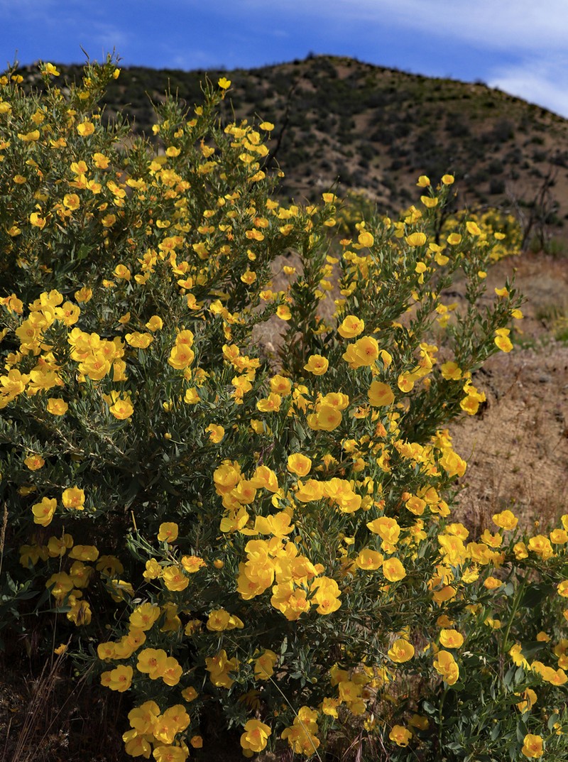 Tree Poppy photo 3