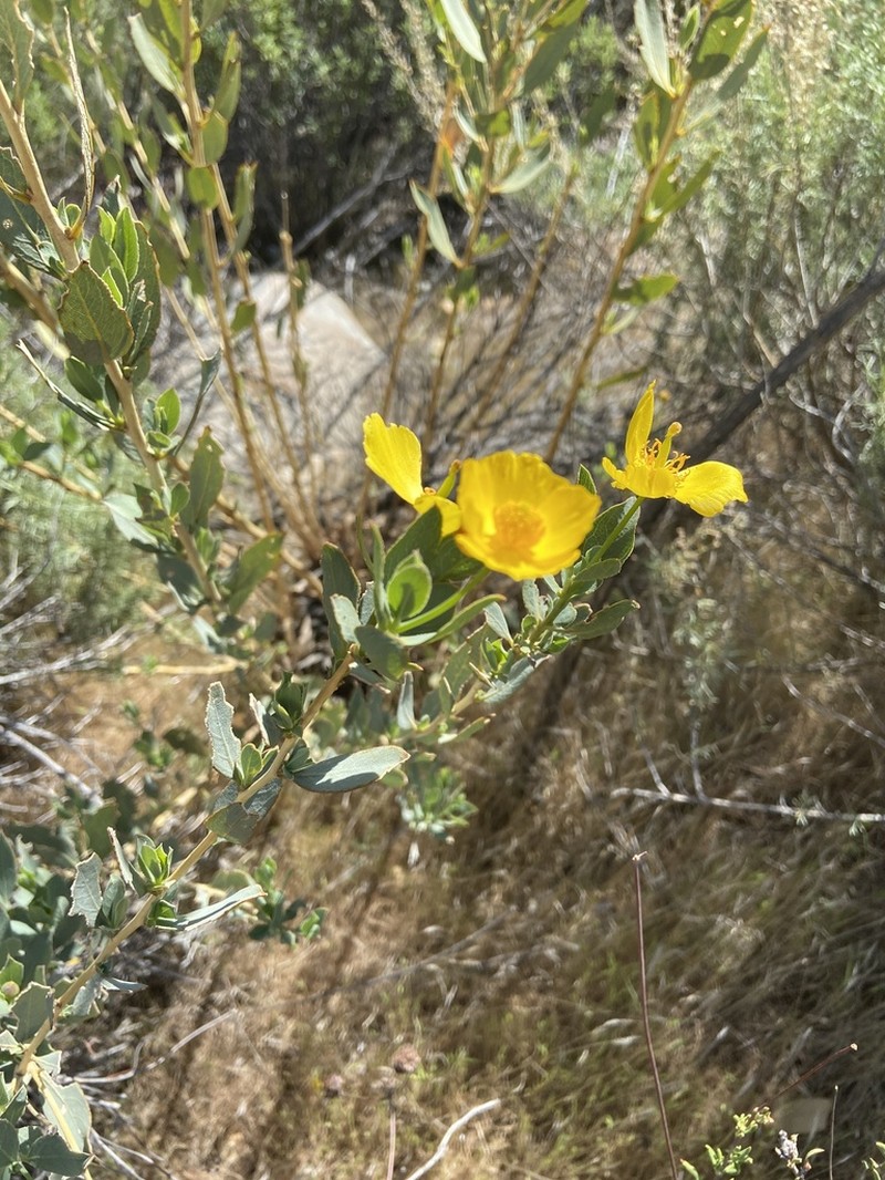 Tree Poppy photo 4