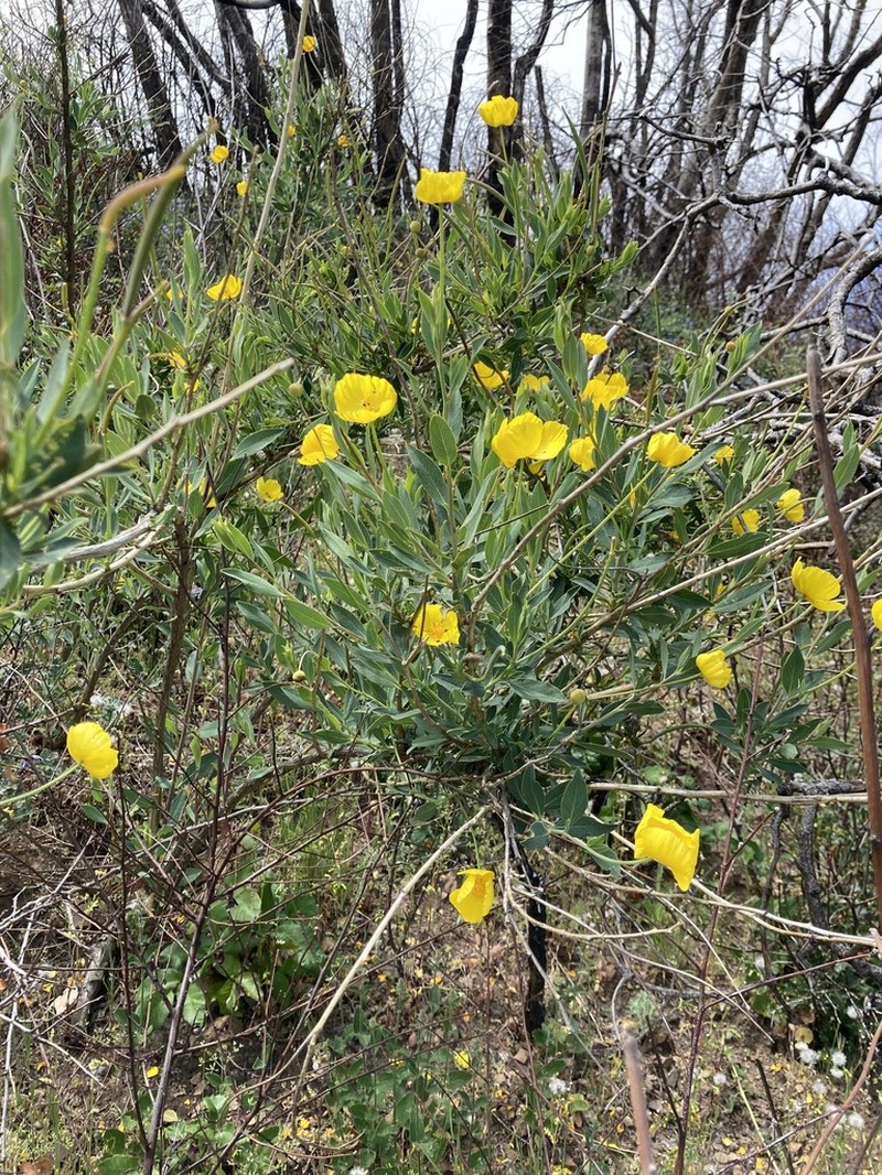 Tree Poppy photo 6
