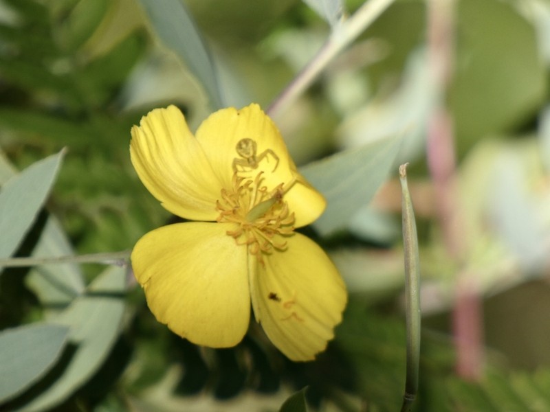 Tree Poppy photo 7