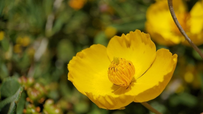 Tree Poppy photo 8