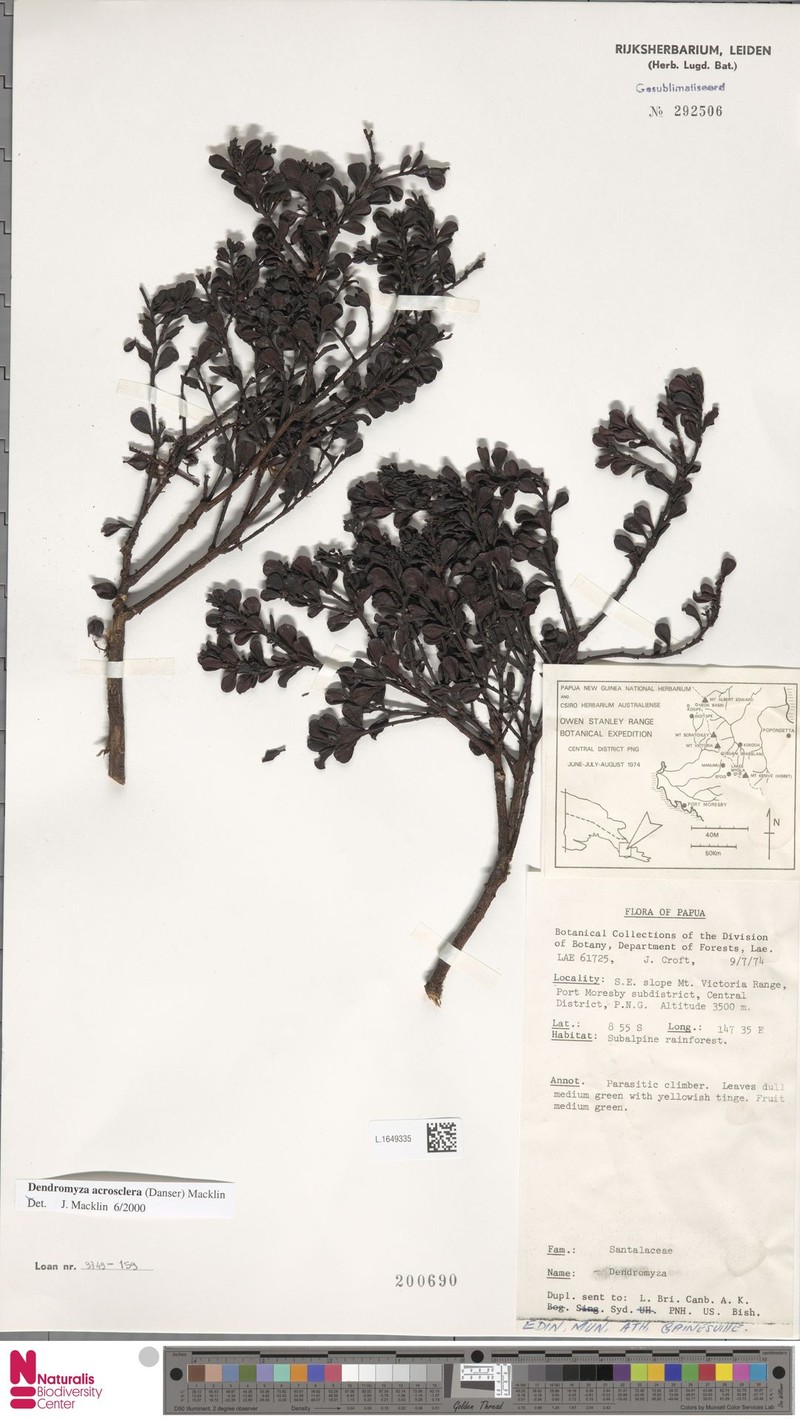 Dendromyza acrosclera
