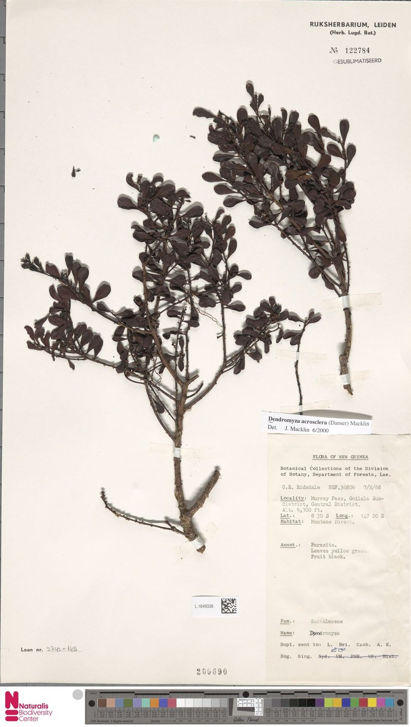Dendromyza acrosclera photo 2