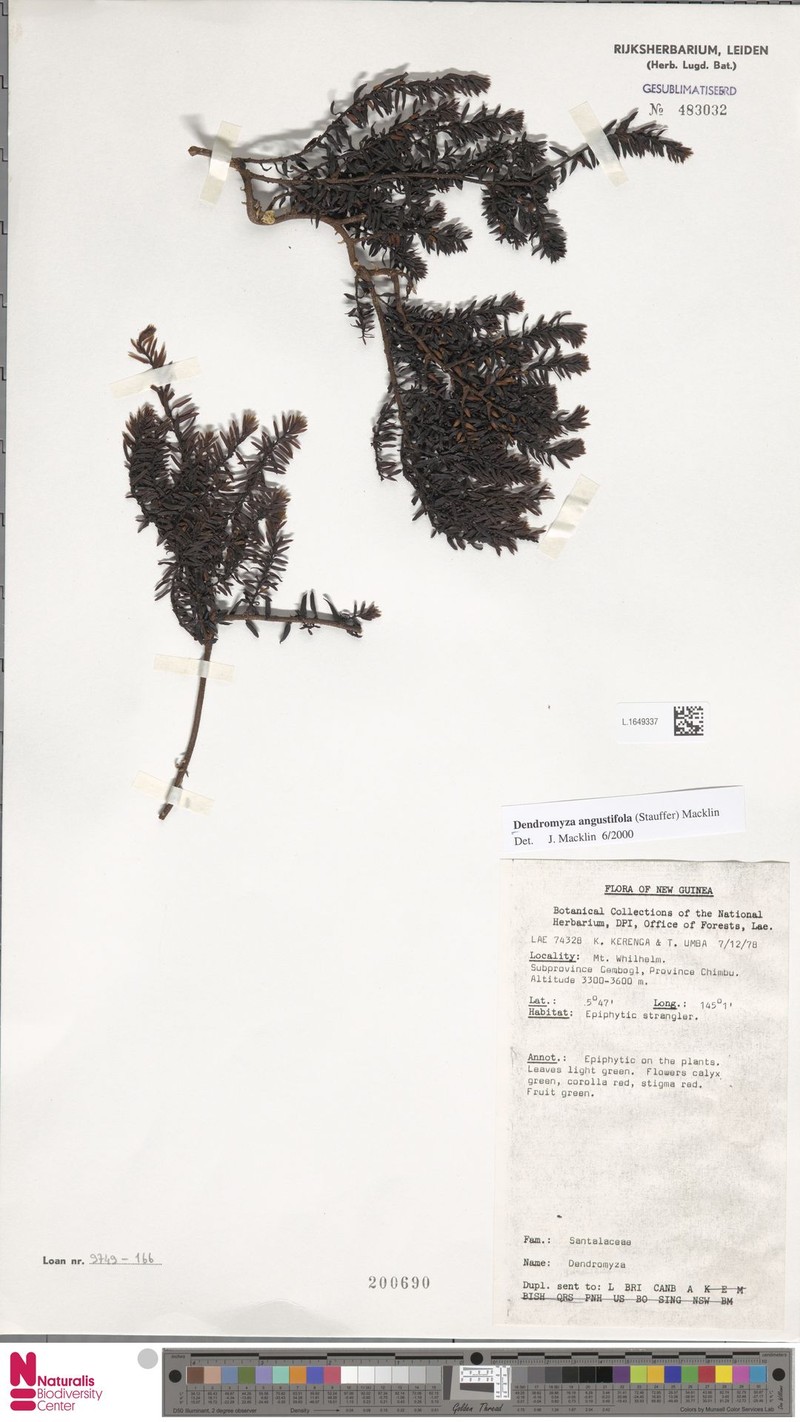 Dendromyza angustifolia