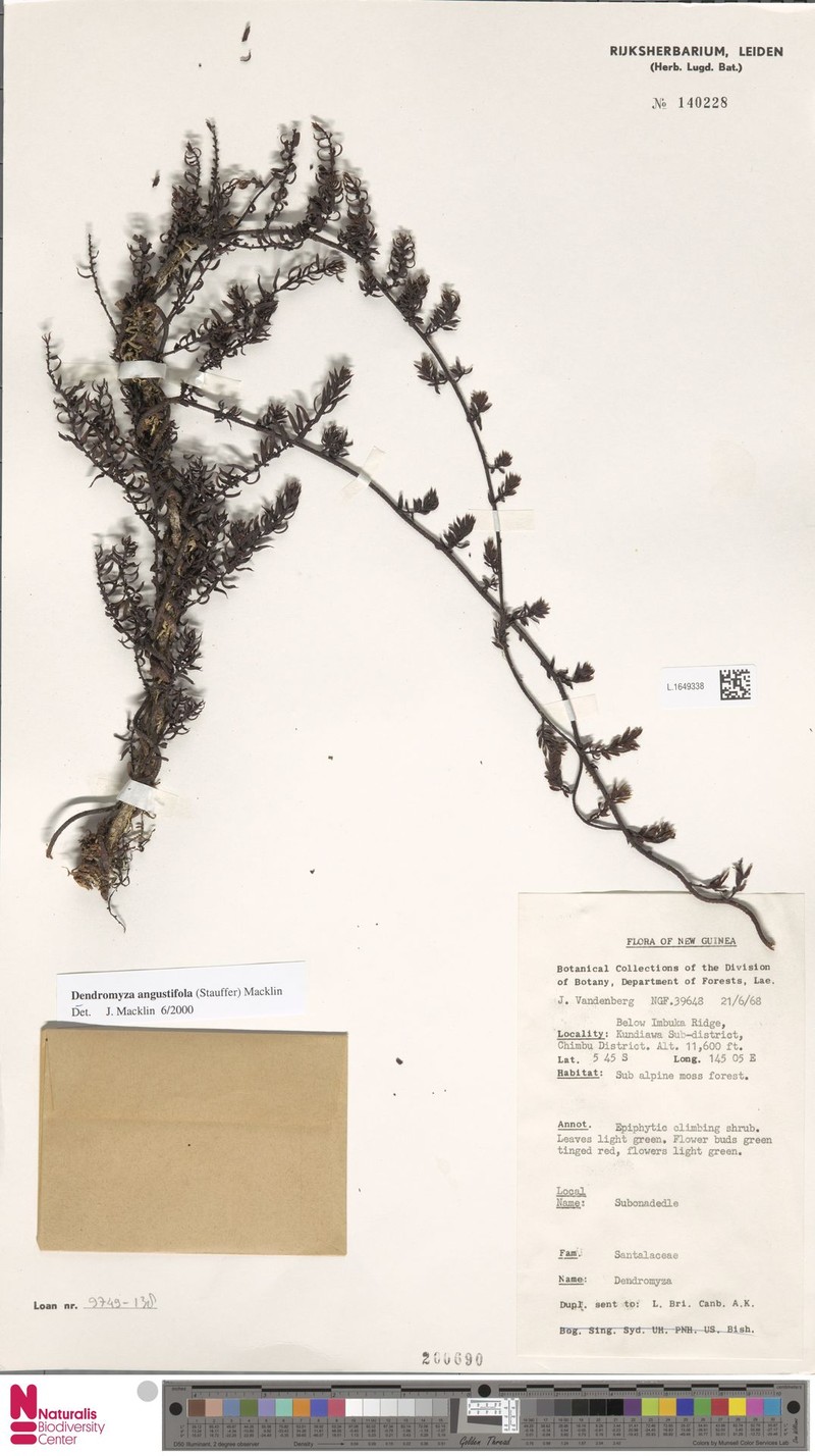 Dendromyza angustifolia photo 2