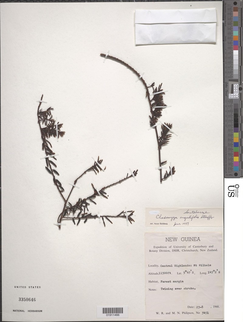 Dendromyza angustifolia photo 3