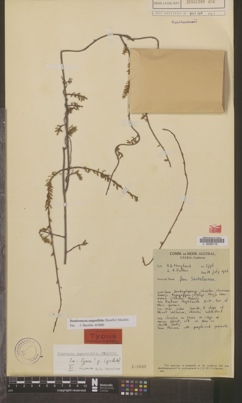 Dendromyza angustifolia photo 4