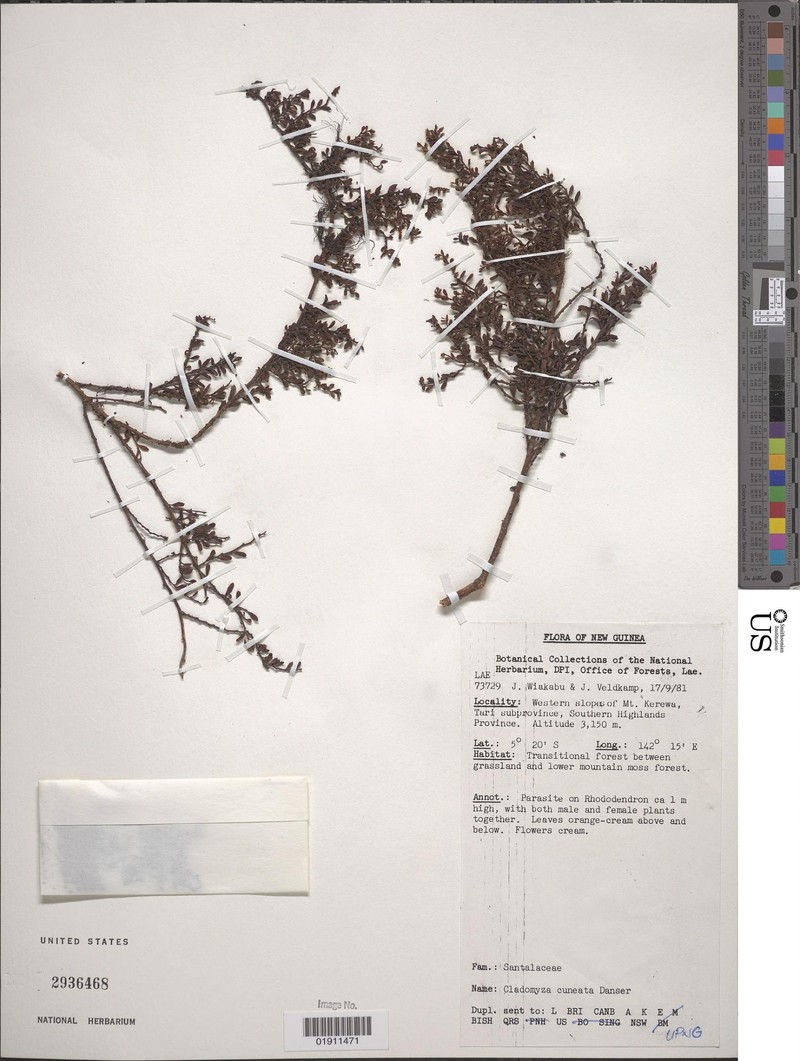 Dendromyza cuneata