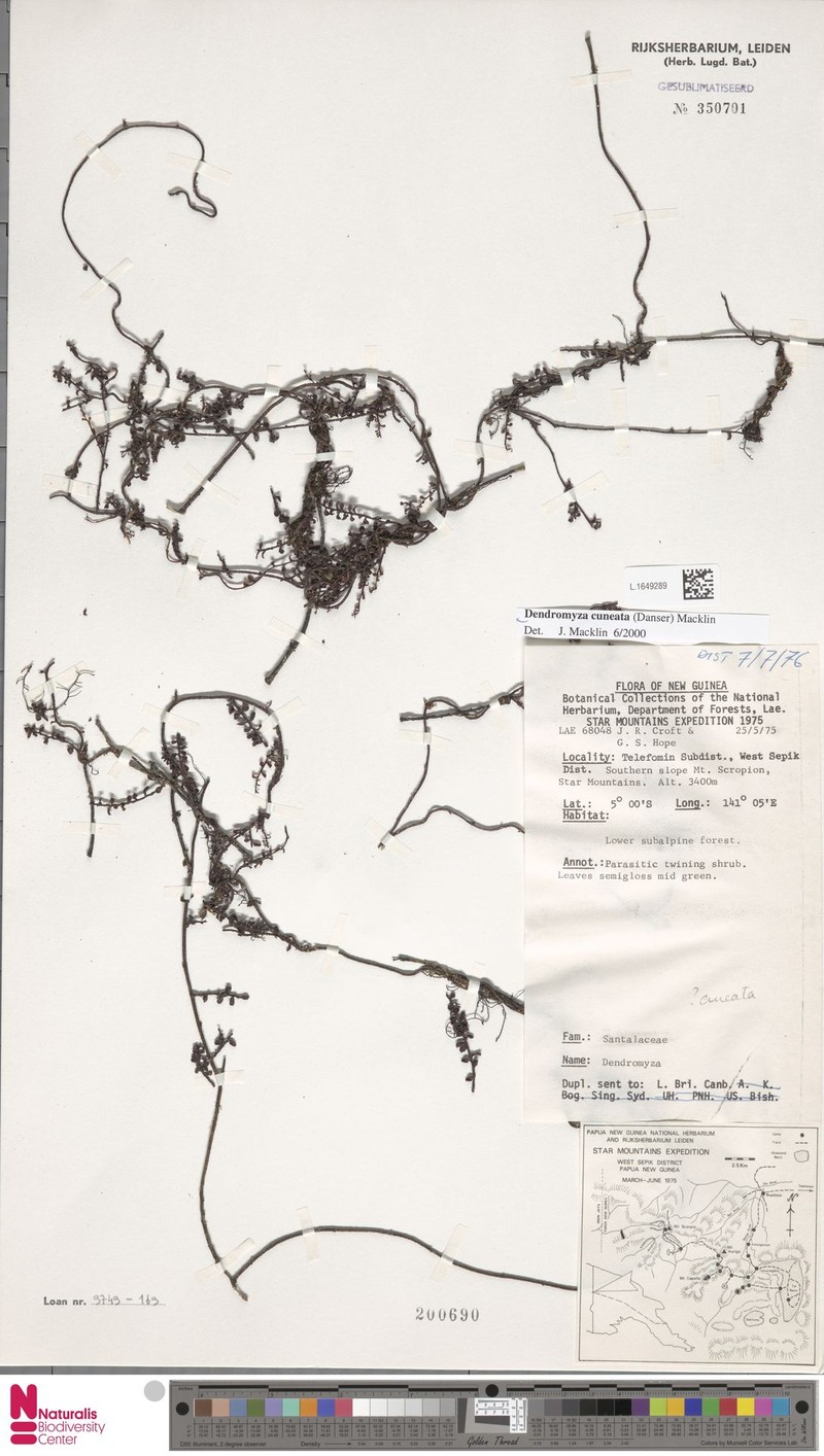 Dendromyza cuneata photo 2
