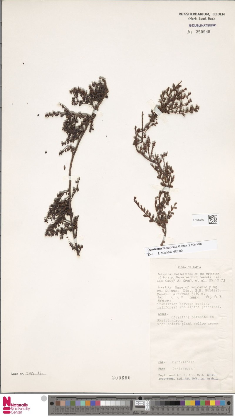 Dendromyza cuneata photo 3