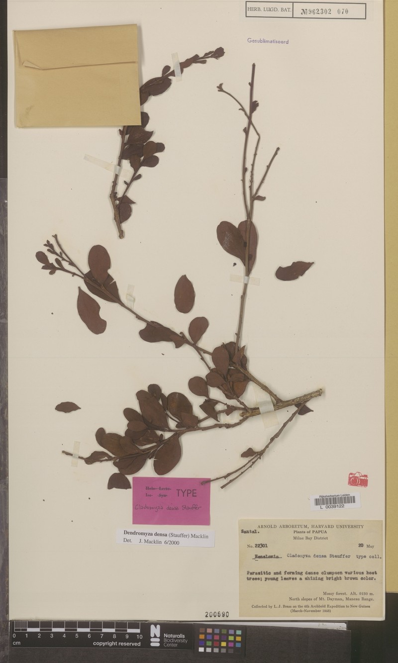 Dendromyza densa