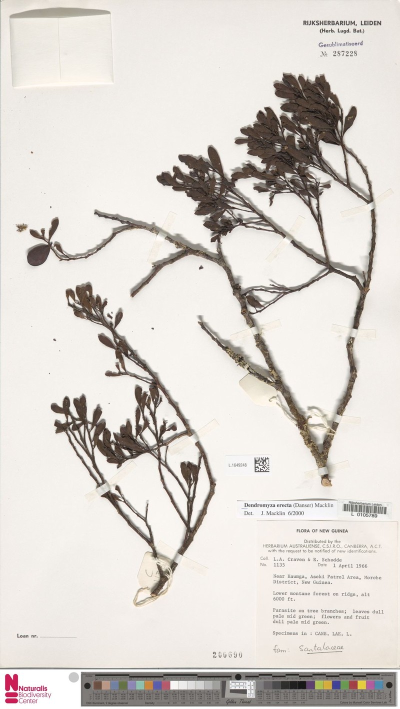 Dendromyza erecta