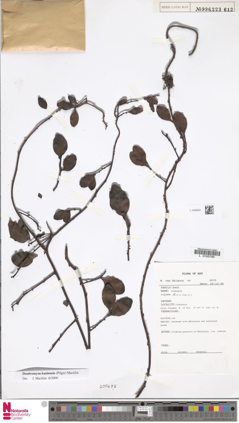 Dendromyza kaniensis photo 2