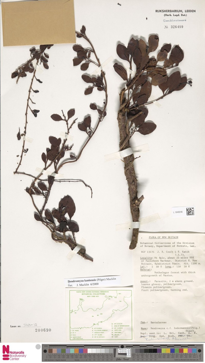 Dendromyza kaniensis photo 3