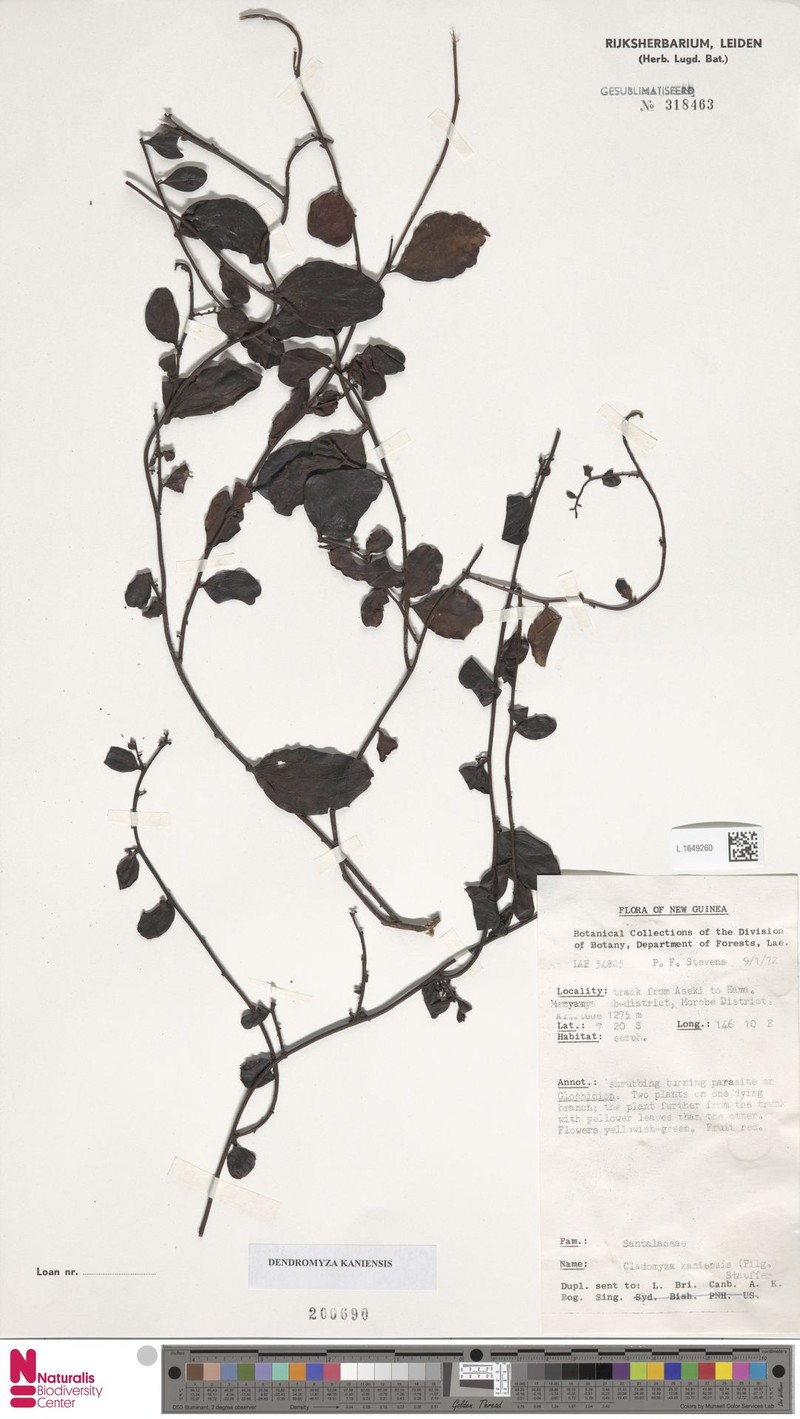 Dendromyza kaniensis photo 4