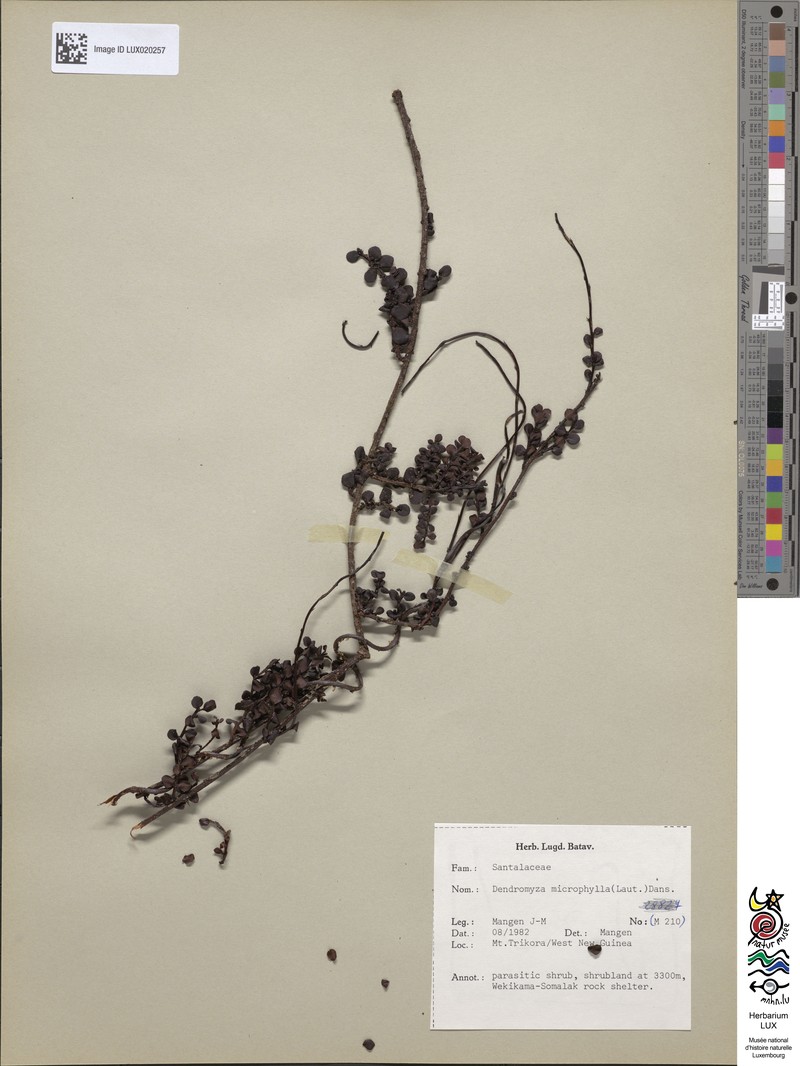 Dendromyza microphylla