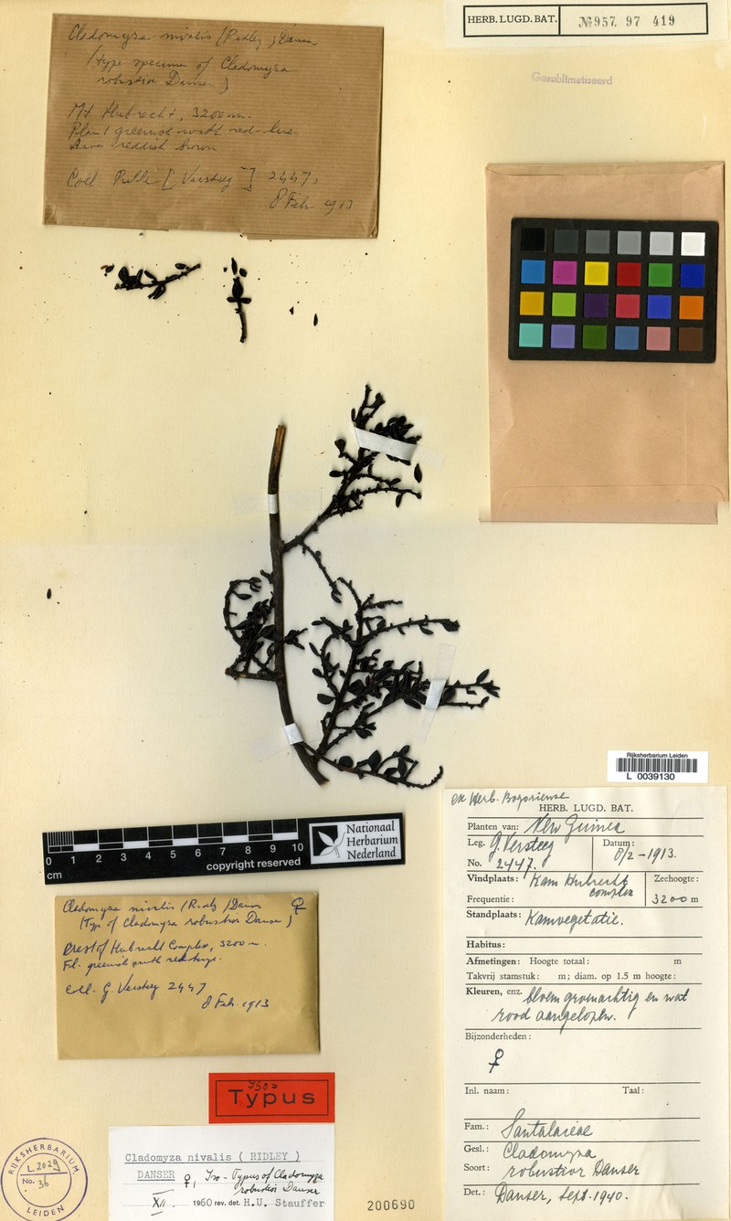Dendromyza microphylla photo 2