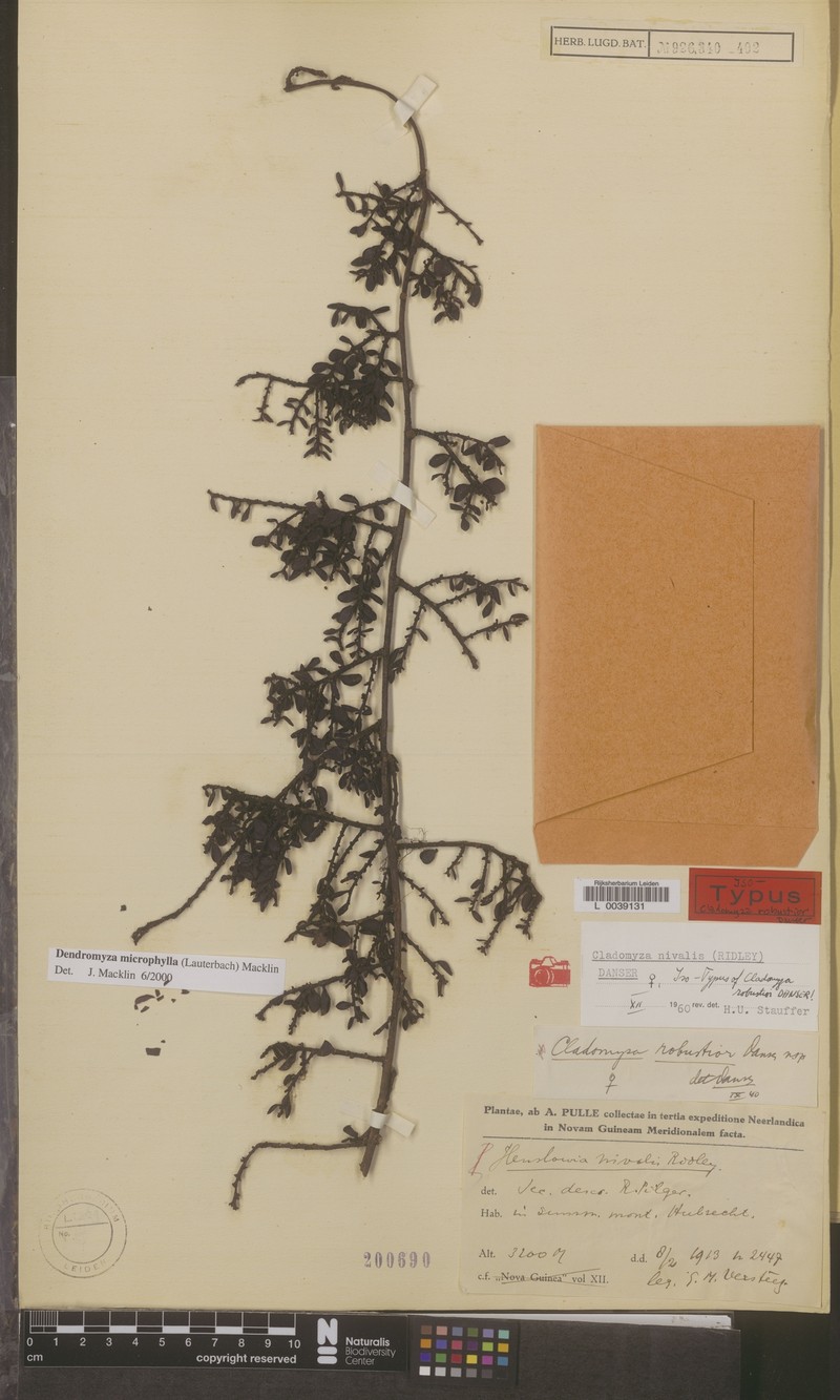Dendromyza microphylla photo 3