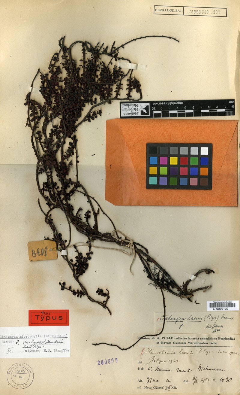 Dendromyza microphylla photo 4