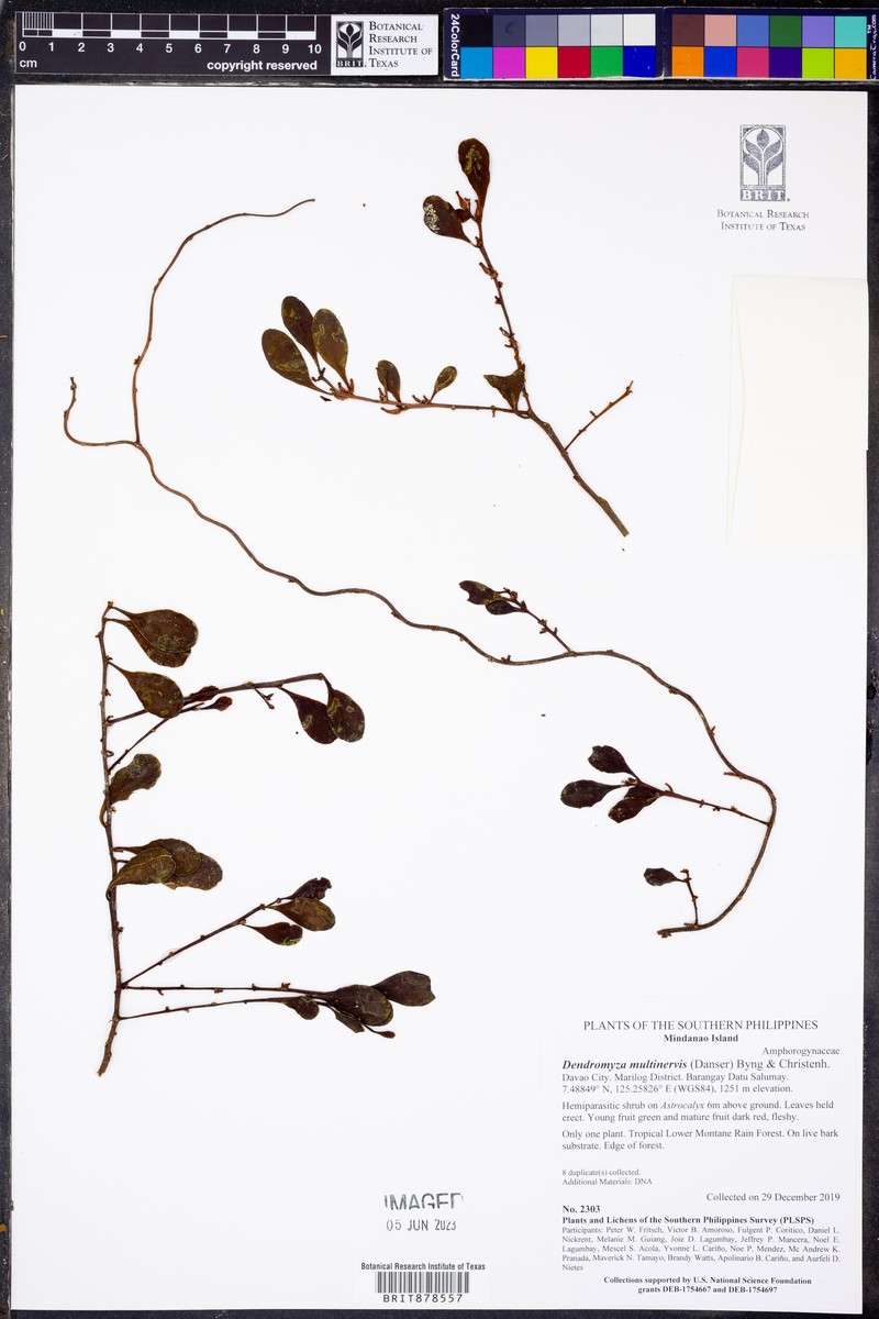 Dendromyza multinervis