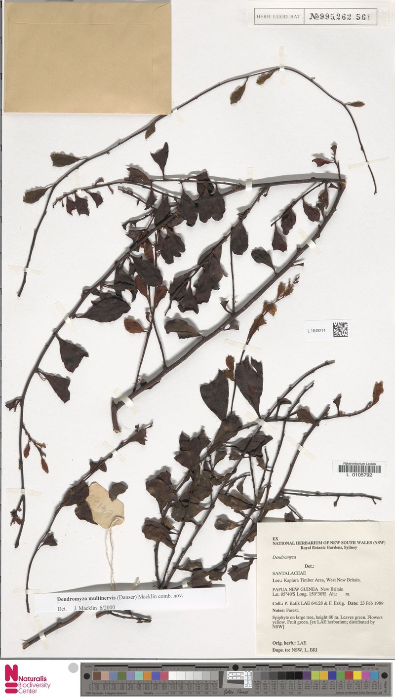 Dendromyza multinervis photo 2