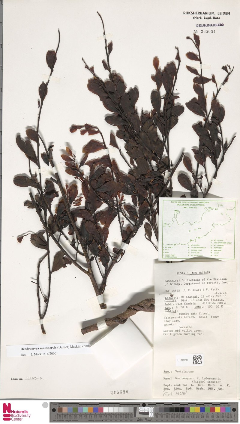 Dendromyza multinervis photo 3