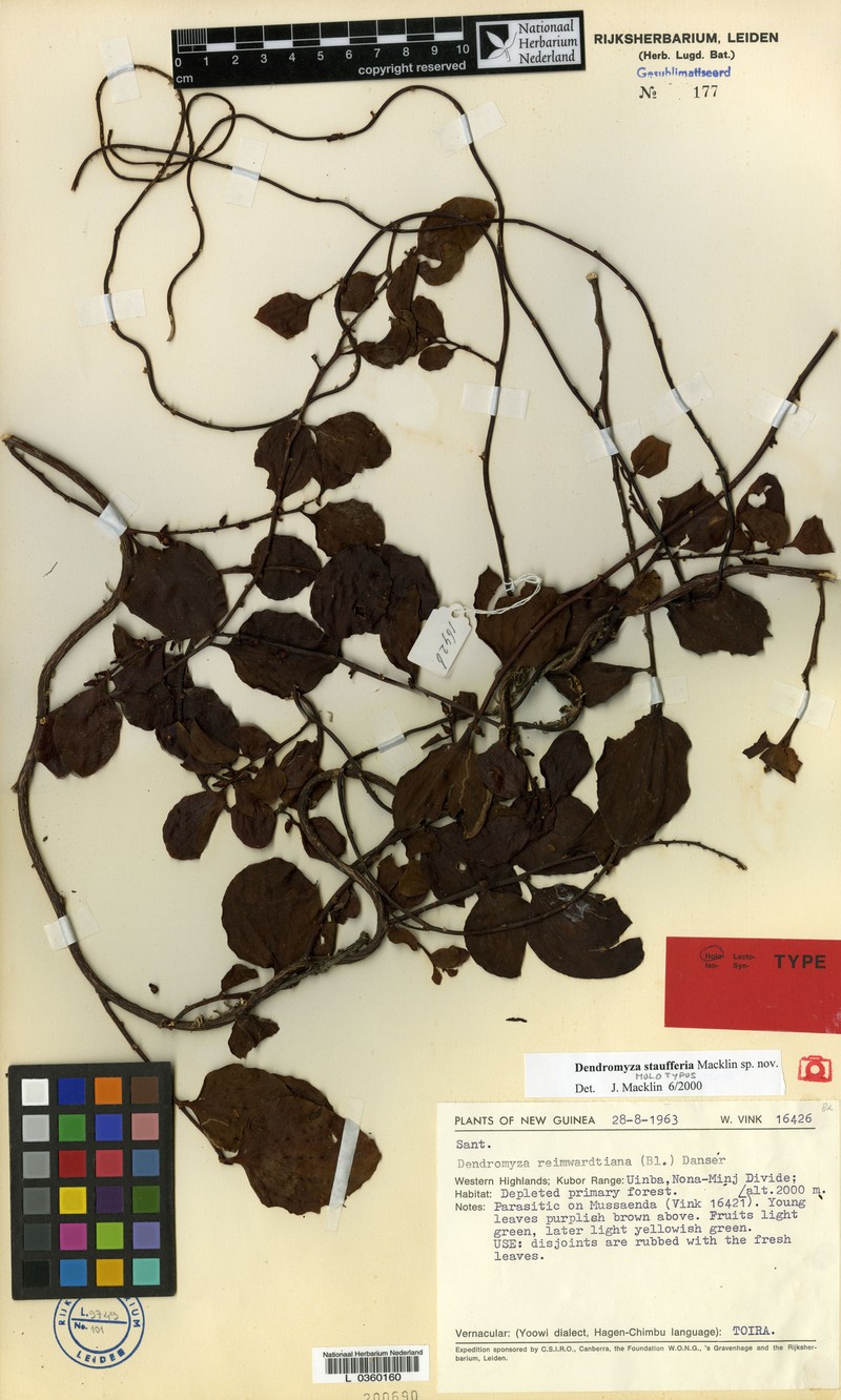 Dendromyza staufferi