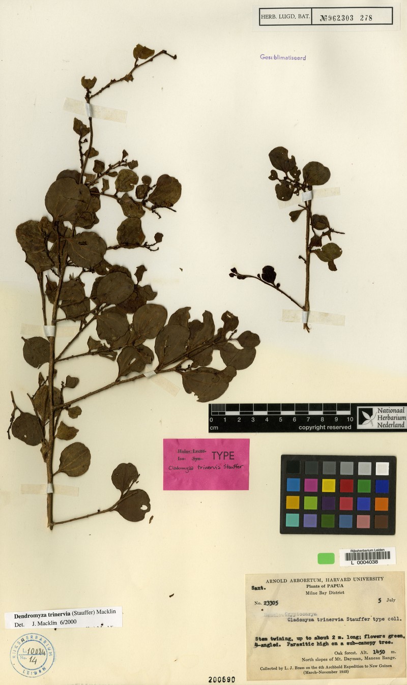 Dendromyza trinervia