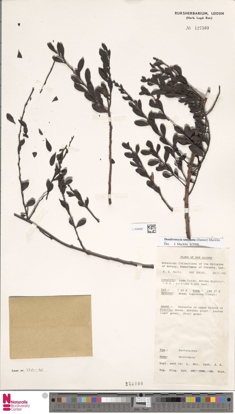 Dendromyza uncinata