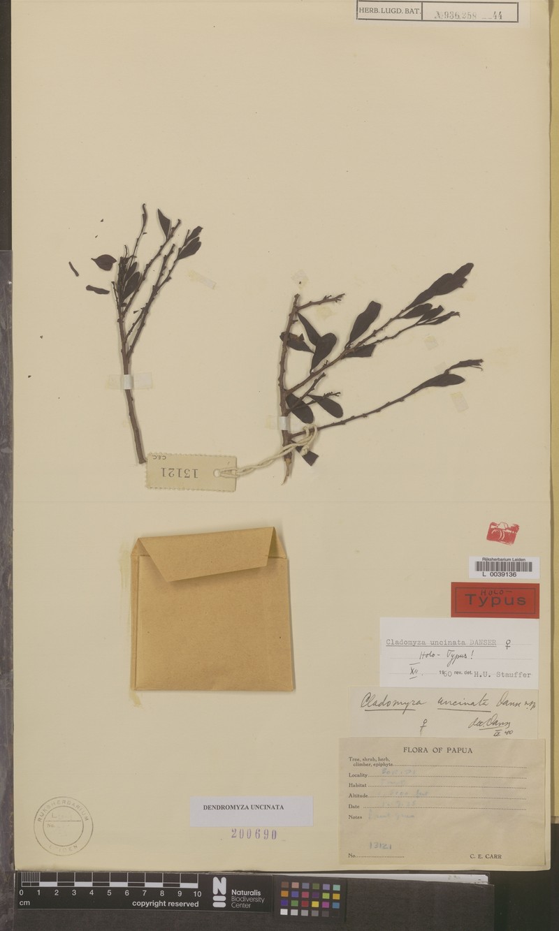 Dendromyza uncinata photo 2