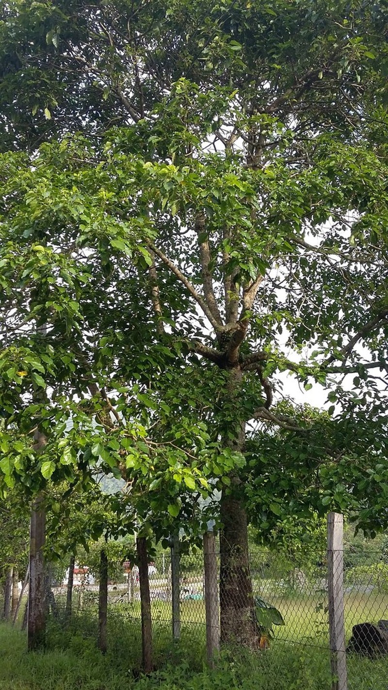 Angelica Tree photo 2